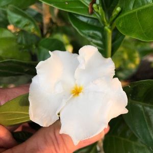 Meet your Posher, Lynda